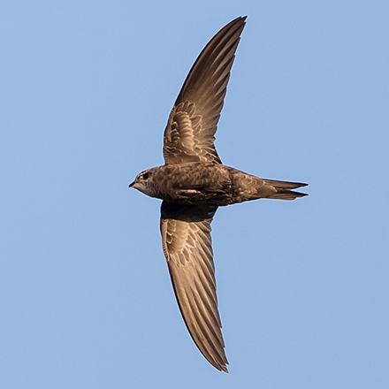 Common Swift
